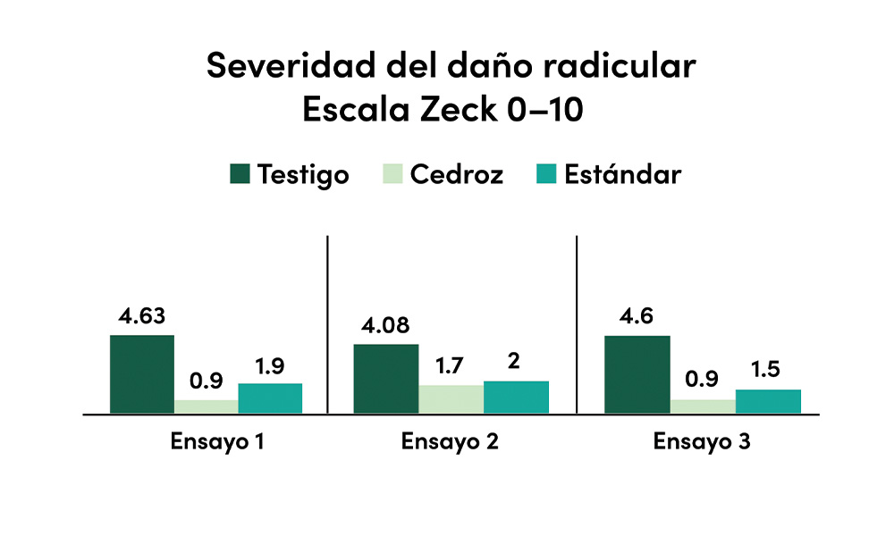 Pepino con daño en las raíces