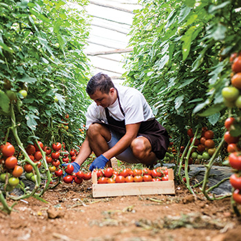 farmer-picking-tomatoes.jpg