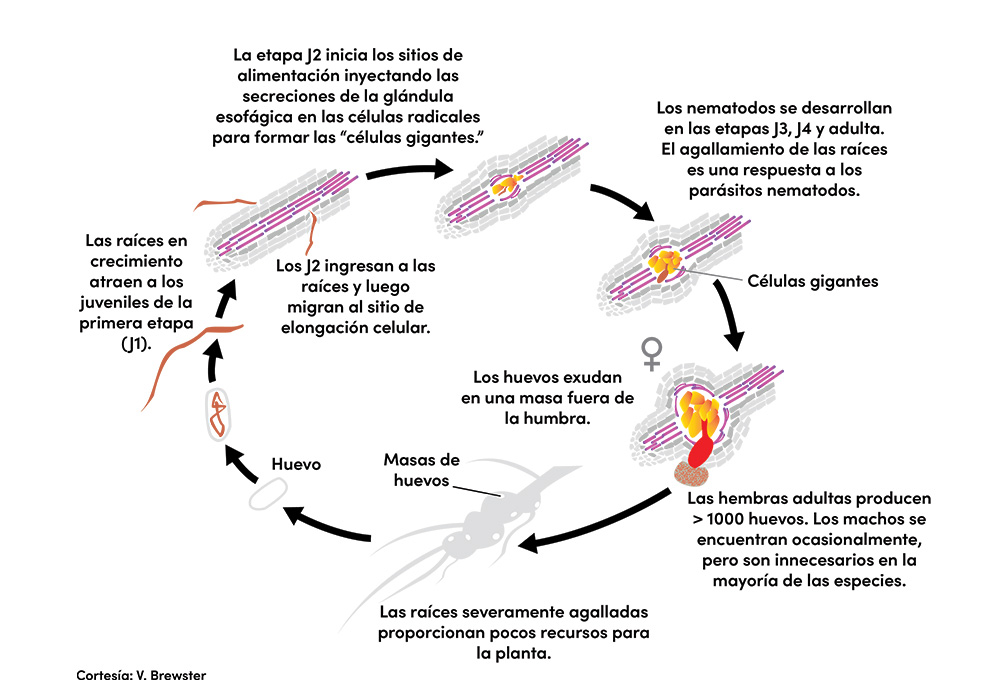 life-cycle-root-knot.jpg