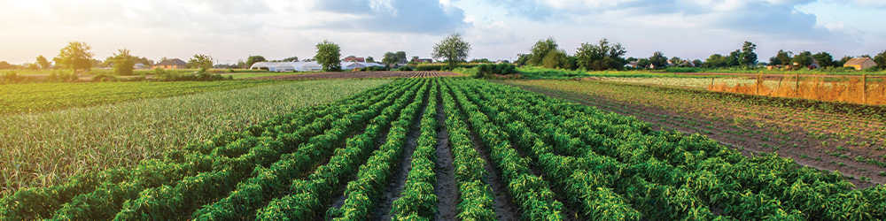 pepper-field-sunny