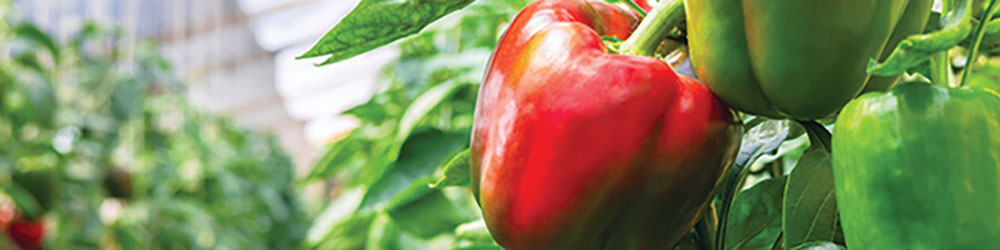 peppers-growing-green-red.jpg