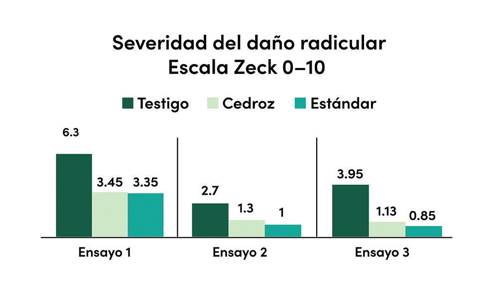 Tomate con daño en las raíces