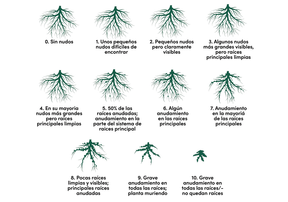 zeek-scale-root-damage.jpg